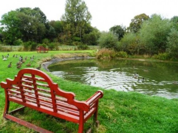 duck pond
