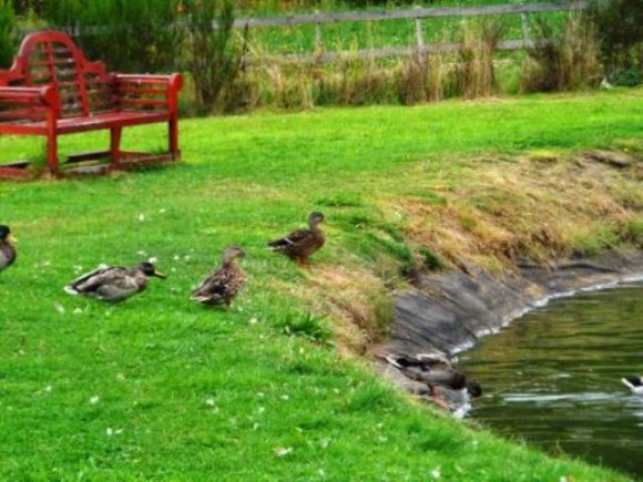 ducks